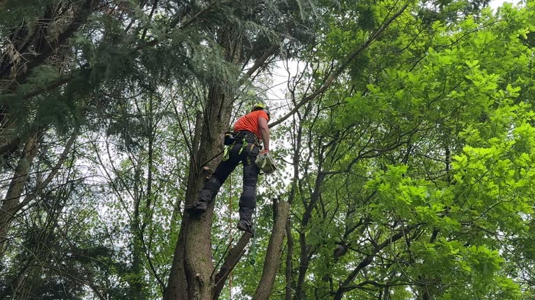 Best Tree Preservation Services  in Monroe, MI